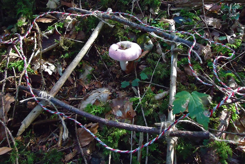 Pilze