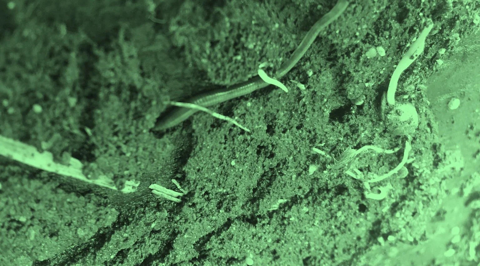Regenwurm und keimende Pflanze im Erdreich