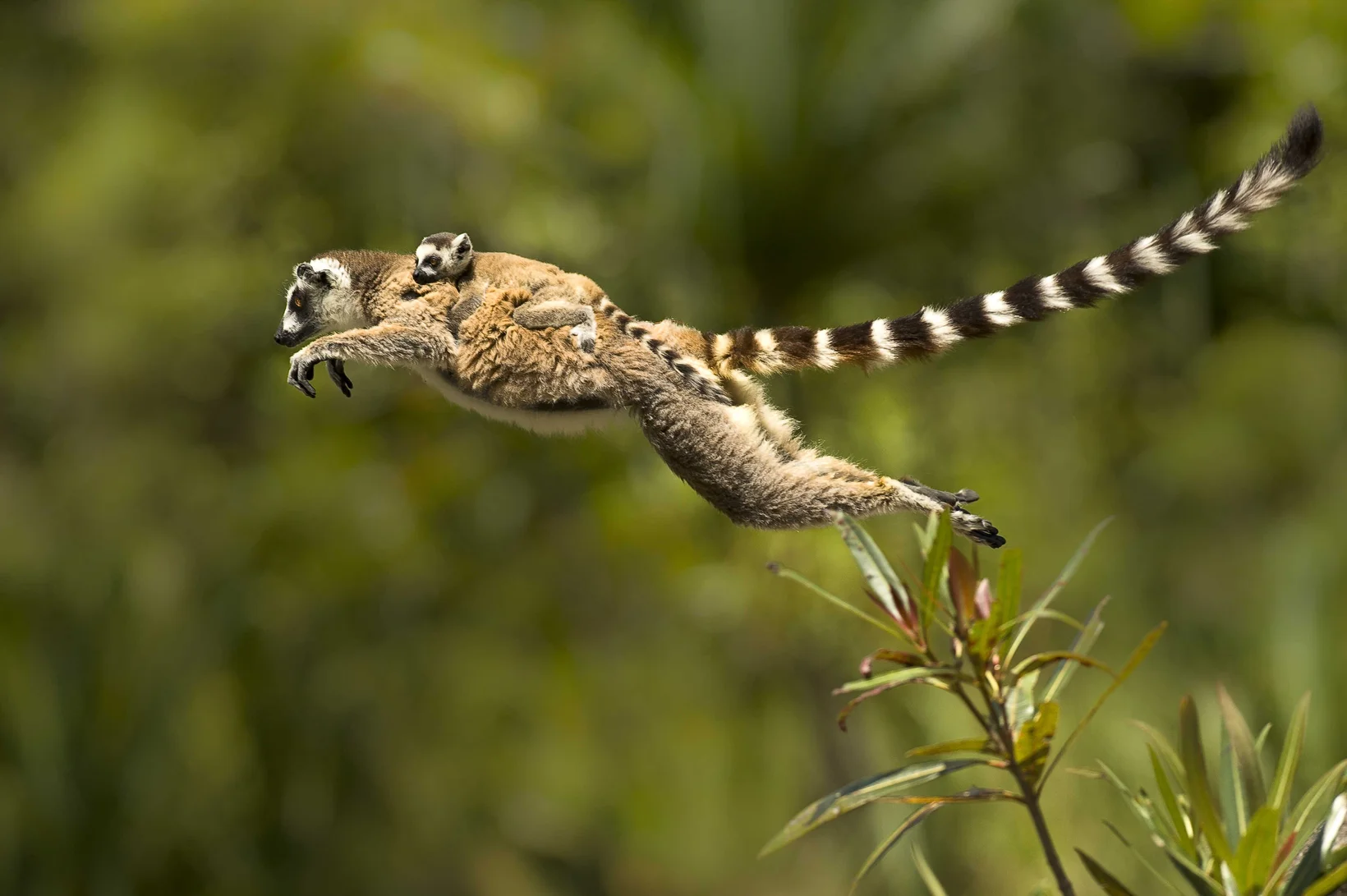 Bild aus Dok Madagaskar
