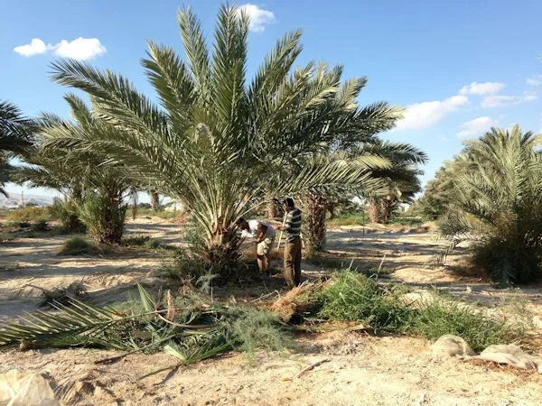Palästinensische Datteln aus Jericho