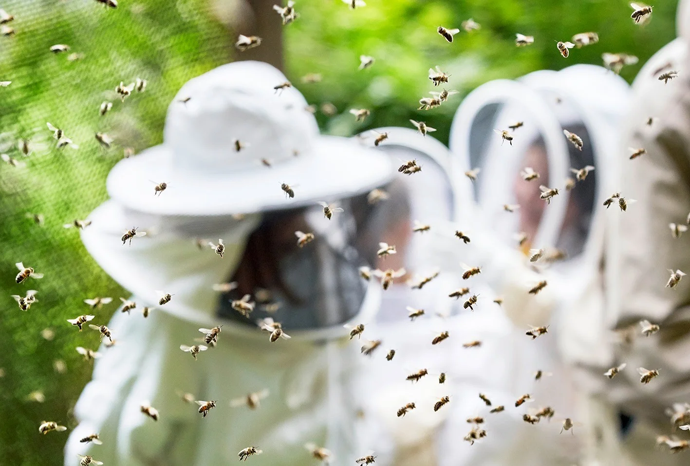 Im Vordergrund Bienen, im Hintergrund verschwommen Imker