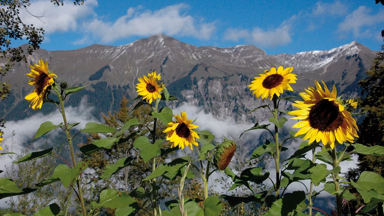 https://www.alpine-permakultur.ch/detail/?seminarId=%20e845f902-f899-452c-b079-d1cab473365c