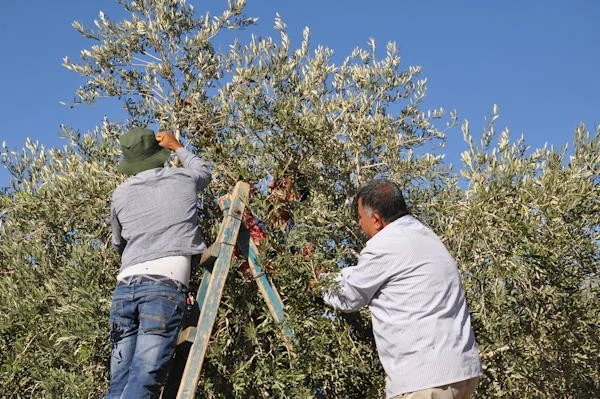 Kampagne Olivenöl aus Palästina