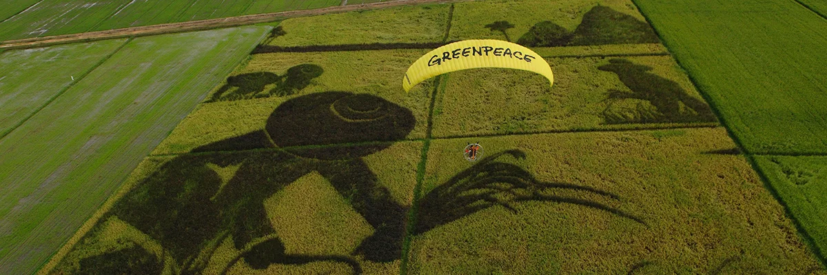 Rice Art Thailand,