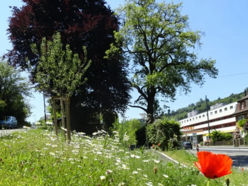 Natur findet Stadt