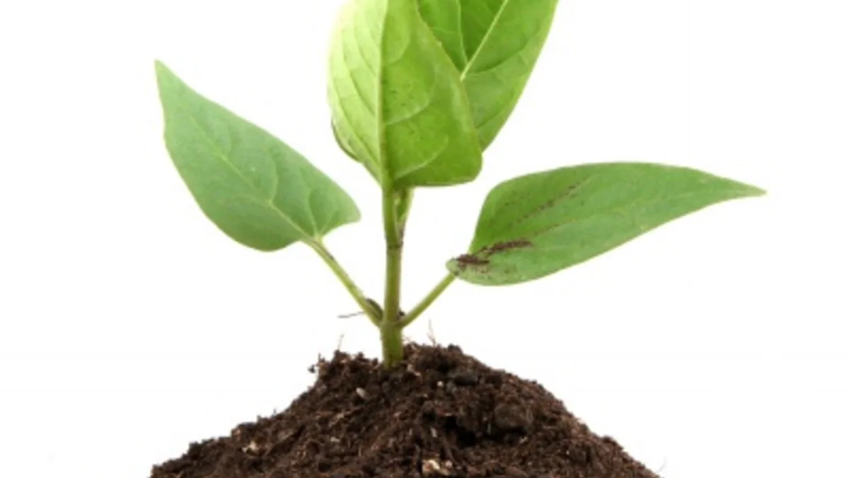 ActionSprout