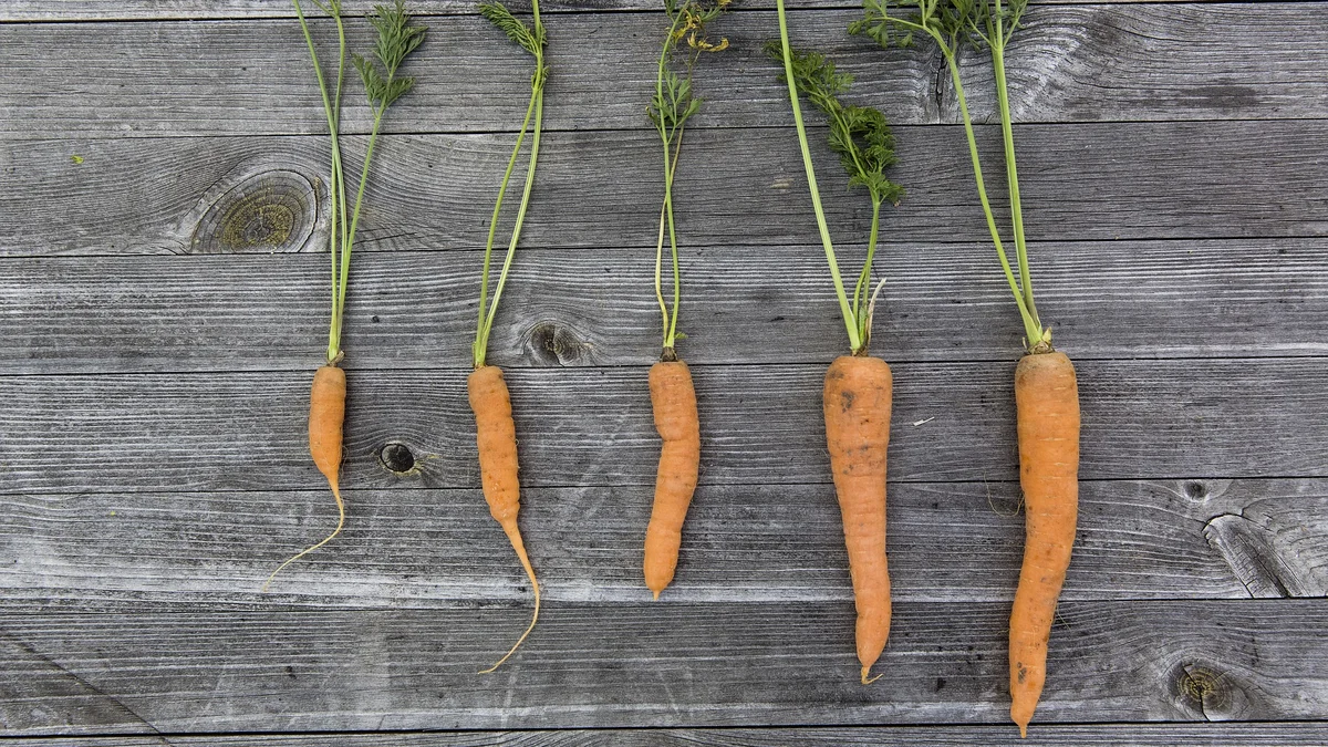Vegetables