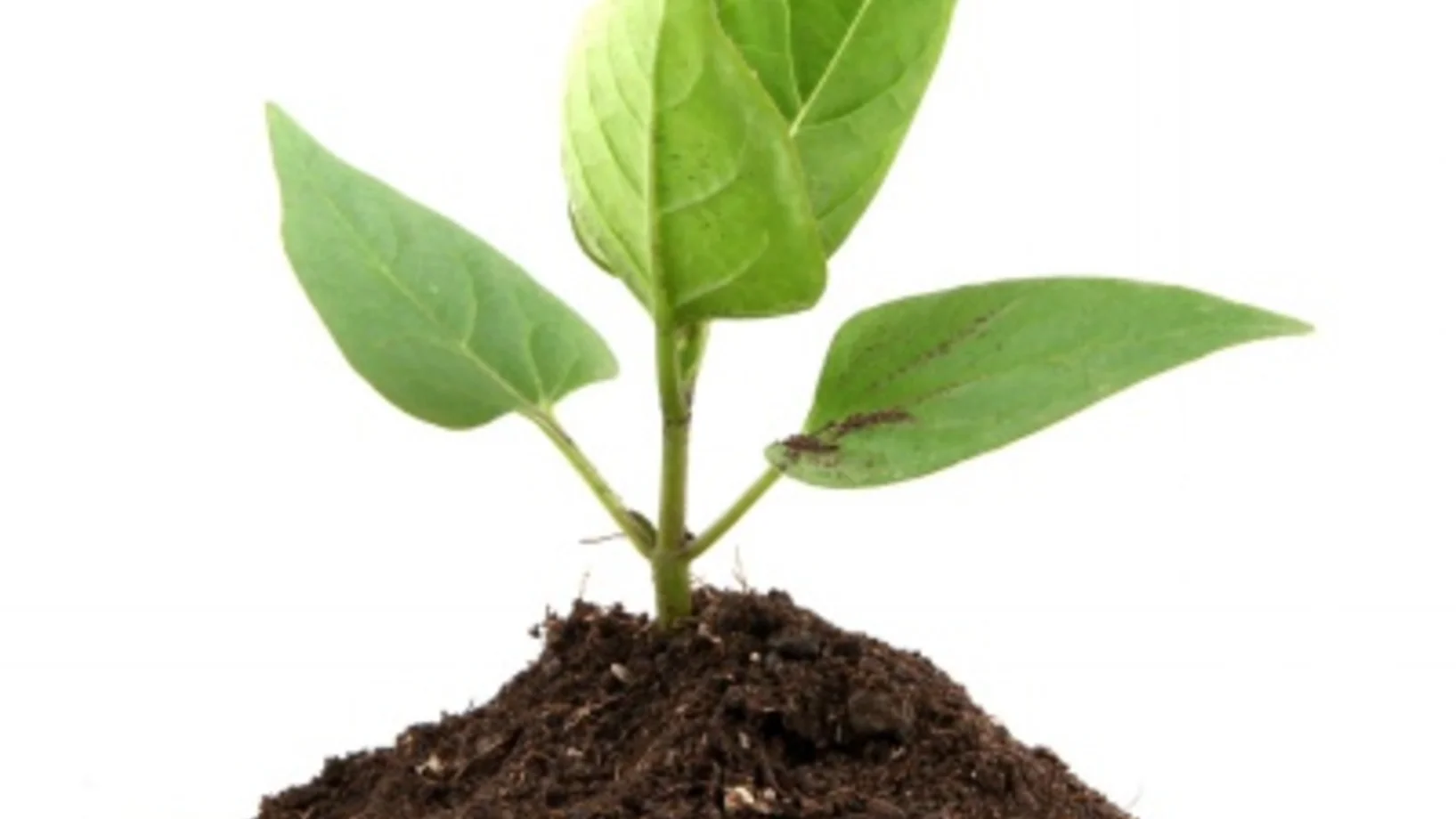 ActionSprout