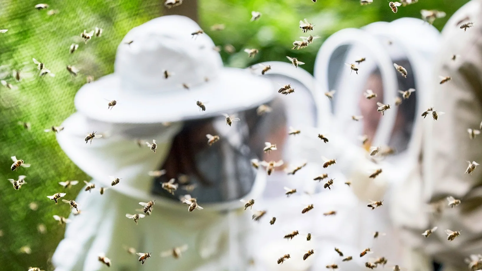 Im Vordergrund Bienen, im Hintergrund verschwommen Imker