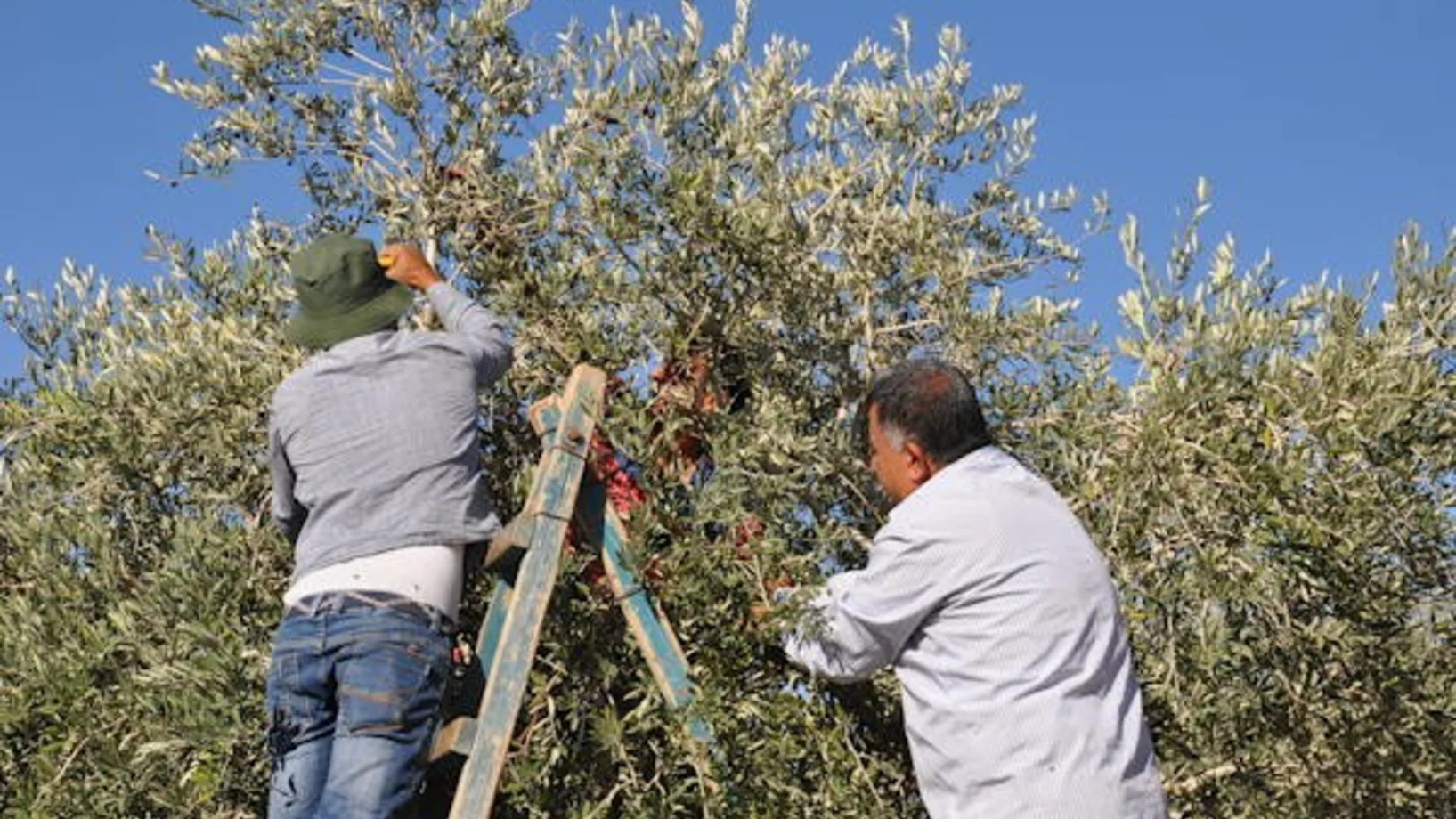 Kampagne Olivenöl aus Palästina