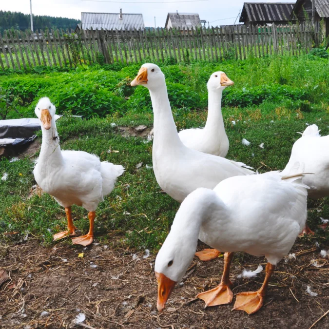 Gans