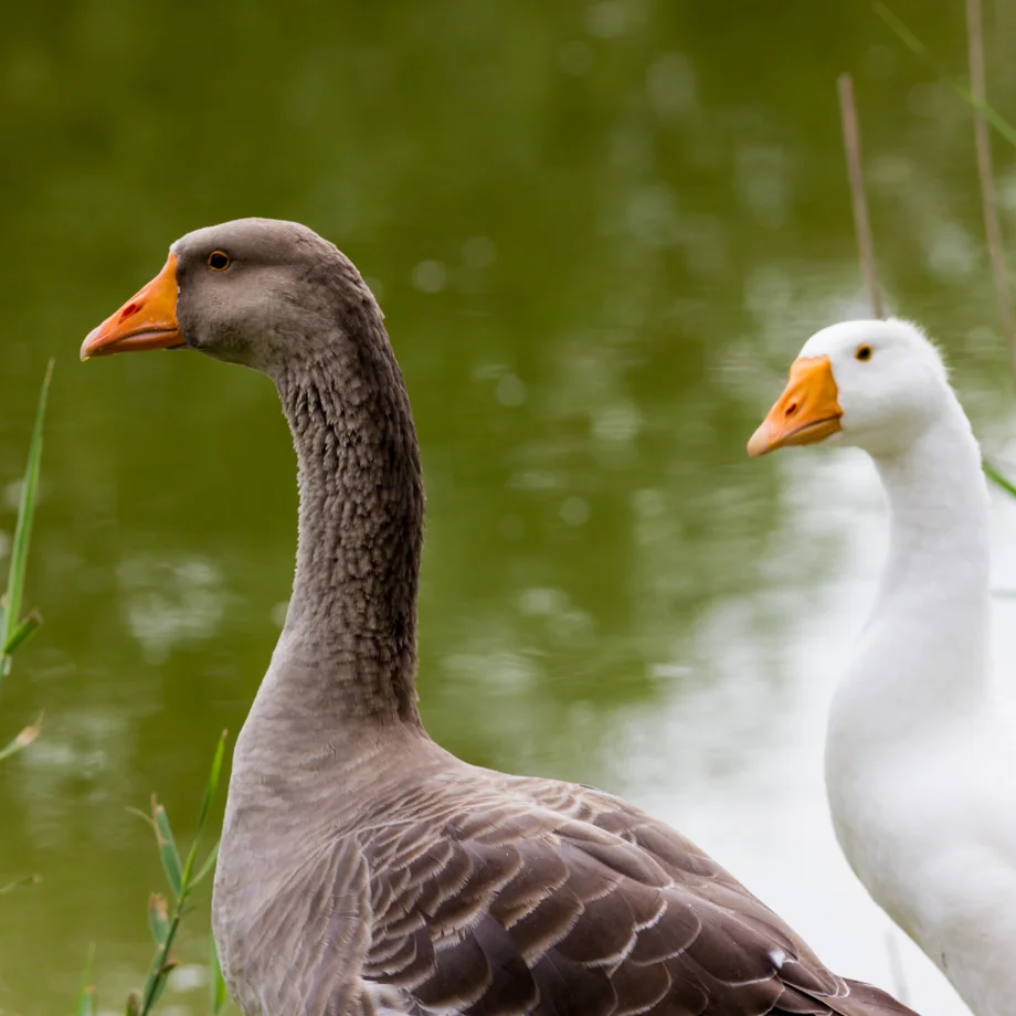 Gans